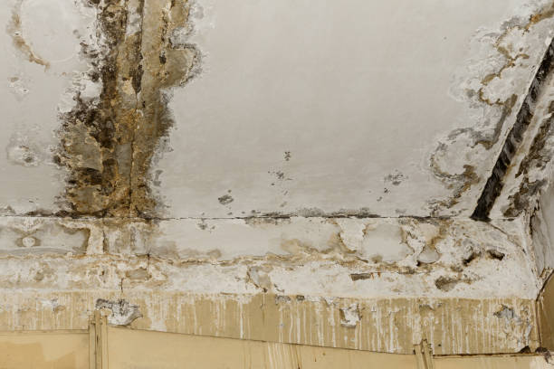 Best Biohazard Mold Removal  in Manistique, MI