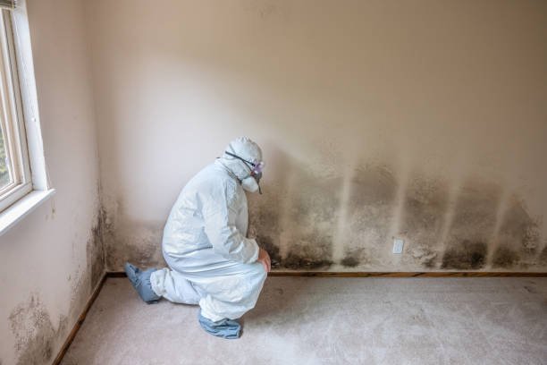 Best Residential Mold Inspection & Testing  in Manistique, MI