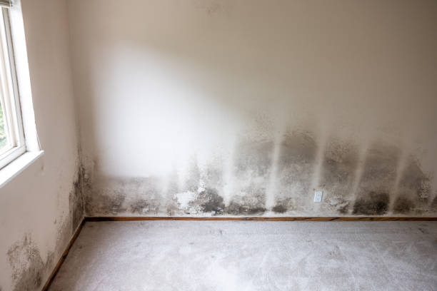 Best Attic Mold Removal  in Manistique, MI