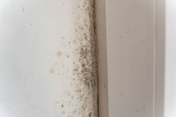 Best Comprehensive Air Testing for Mold Contaminants  in Manistique, MI