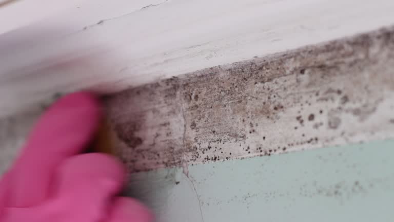 Manistique, MI Mold Removal Pros